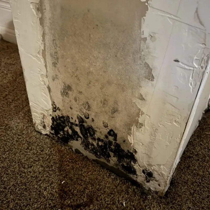 Professional Mold Removal in Cleveland, MS